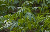 Don Gallo consiglia: "Fate il pesto con la marijuana"