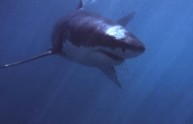 Australia, caccia allo squalo killer