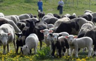 Anziano stupratore di pecore ricercato in Svezia