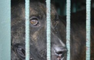 Lennox, il cane condannato a morte perché sembra un pitbull
