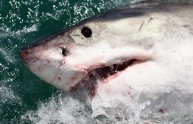 Allarme squali in Australia, chiuse le spiagge