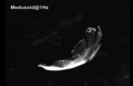 Medusoide, la medusa cyborg dal cuore di topo (VIDEO)