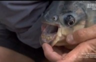 Pacu, pesce mangia-testicoli trovato in un lago dell'Illinois (FOTO)