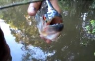 Piranha mostra la potenza del suo morso (VIDEO)