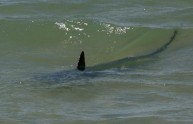Panico ad Ostia, squalo avvistato vicino alla riva