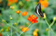 Fukushima, mutazione del DNA anche nelle farfalle