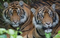 Le tigri possono convivere in armonia con gli umani, dice uno studio