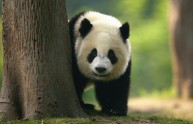 Zoo di Washington, muore cucciolo di Panda di appena 7 giorni