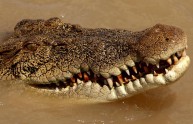 Nuotava nel lago, bimba sbranata da un coccodrillo