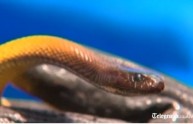 Ragazzo sopravvive al morso del serpente più velenoso al mondo