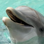 Boom di nascite di delfini