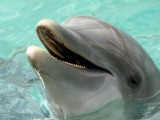 Boom di nascite di delfini