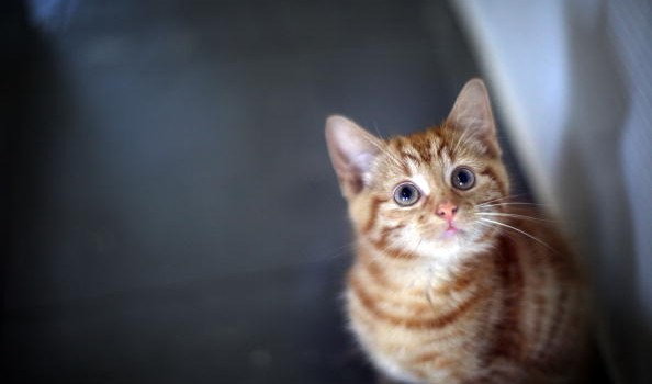 Il Festival Peruviano In Cui Si Mangia Carne Di Gatto Attualissimo