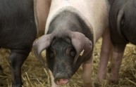 Orrore in Oregon, allevatore divorato dai suoi stessi maiali