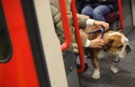 Cani di grossa taglia ammessi sui treni Italo