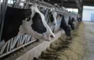Dalla mucca OGM arriva il latte ipoallergenico 