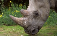 Sudafrica, sterminio di rinoceronti: sono 455 gli animali uccisi