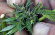 Malata di sclerosi lancia petizione per curarsi con la cannabis