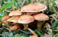Mangiano funghi velenosi: 2 morti, gravissima una donna