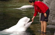 Delfino beluga