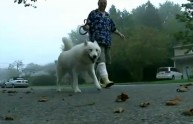 Zander, il cane che scappa di casa per andare dal padrone in ospedale
