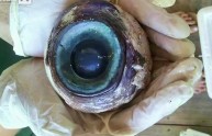 Occhio gigante trovato sulla spiaggia, mistero in Florida