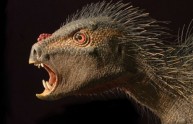 Dinosauro "Dracula" scoperto dai ricercatori (VIDEO)