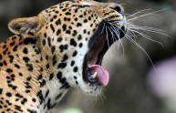 Bambino di 4 anni ucciso da un leopardo in Nepal