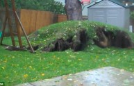  Uragano Sandy, l'albero che viene sradicato (VIDEO)