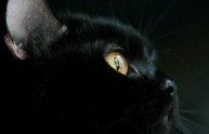 Oggi 17 Novembre è il Gatto Nero Day a Brindisi