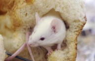 Ristoratore di Londra picchia topo a morte nel mezzo dell'ispezione