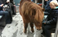Il pony che viaggia in metro a Berlino (VIDEO)