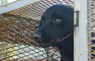 Cane in catene a Napoli: lotta animalista contro l'indifferenza