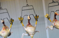 Foie gras: l'inferno si cela in una scatoletta di fegato grasso d'oca