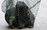 In Olanda vietati gli allevamenti di animali destinati alle pellicce