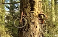 La bicicletta persa 50 anni fa che è stata risucchiata da un albero
