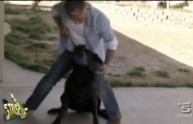 Addestramento cani: il violento César Millan nel mirino di 'Striscia'