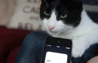 Il gatto dalle fusa più rumorose al mondo (VIDEO)
