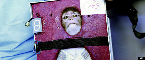 Scimmietta lanciata nello spazio e costretta terrorizzata in una gabbia di contenimento.