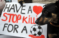 Strage di cani in Ucraina: un'atrocità ancora viva