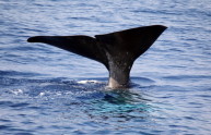 Giappone, balene salve grazie alla crisi economica