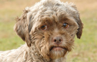 Tonik, il cane con il viso quasi umano (FOTO)