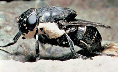 Torsalo (mosca antropofaga)