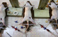 Sperimentazione animale: 4,5 milioni di animali torturati in 5 anni
