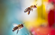 Il veleno d'ape può uccidere l'HIV (VIDEO)