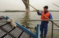 Shanghai, il fiume inondato di maiali morti (VIDEO)