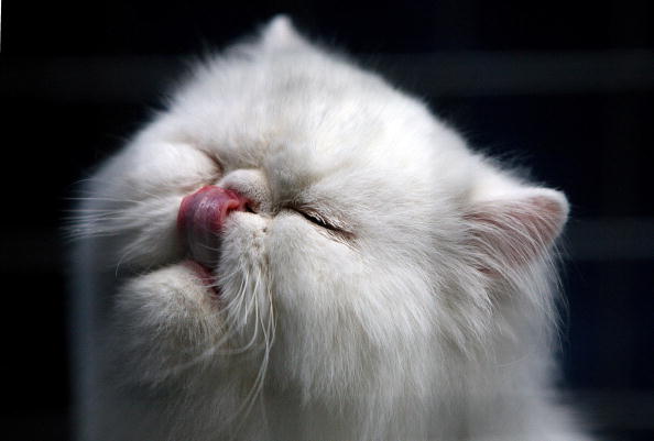 Gatto che si lecca il naso