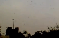 Egitto invaso da sciame di locuste (VIDEO)