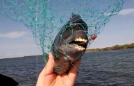 Il pesce dai denti umani (FOTO)