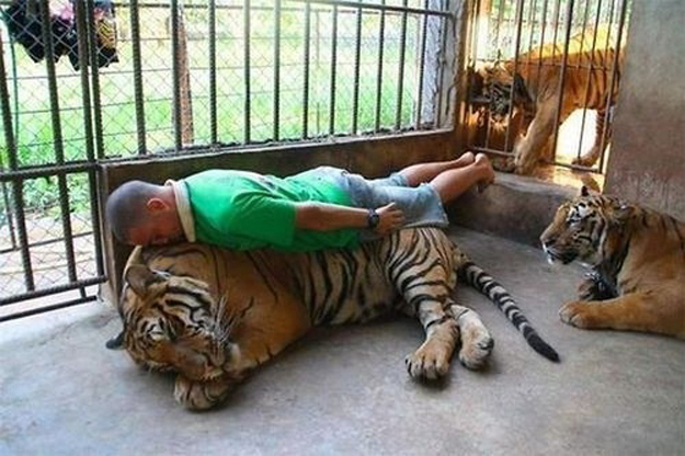 Uomo steso su una tigre